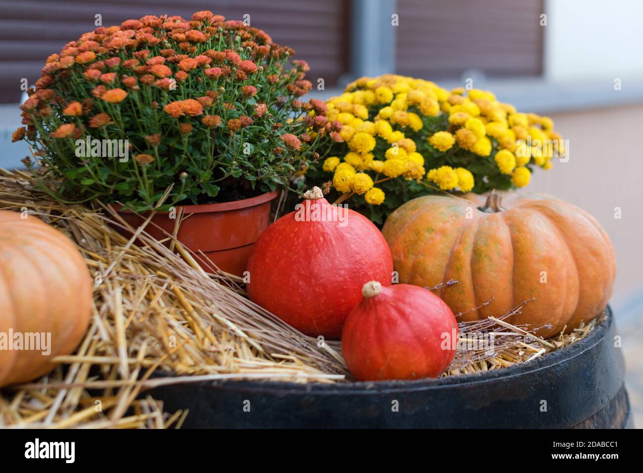 Autumn decor with natural straw bale, pumpkins, flowers and old wooden barrels. Harvest and garden outdoor decorations for Halloween, Thanksgiving Stock Photo