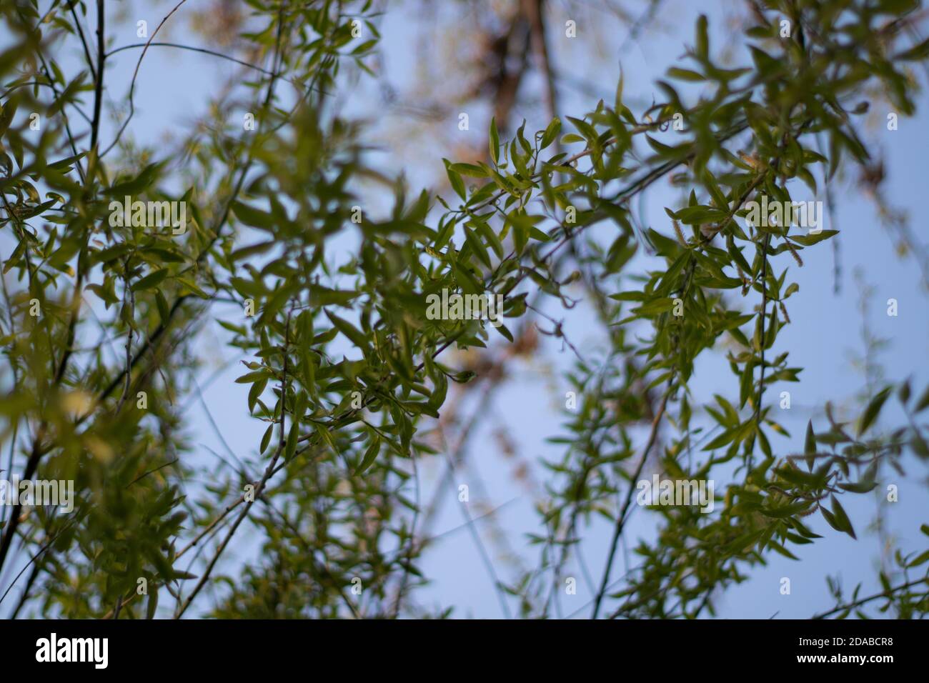 Willow leaves with blue sky in the background, summer Stock Photo