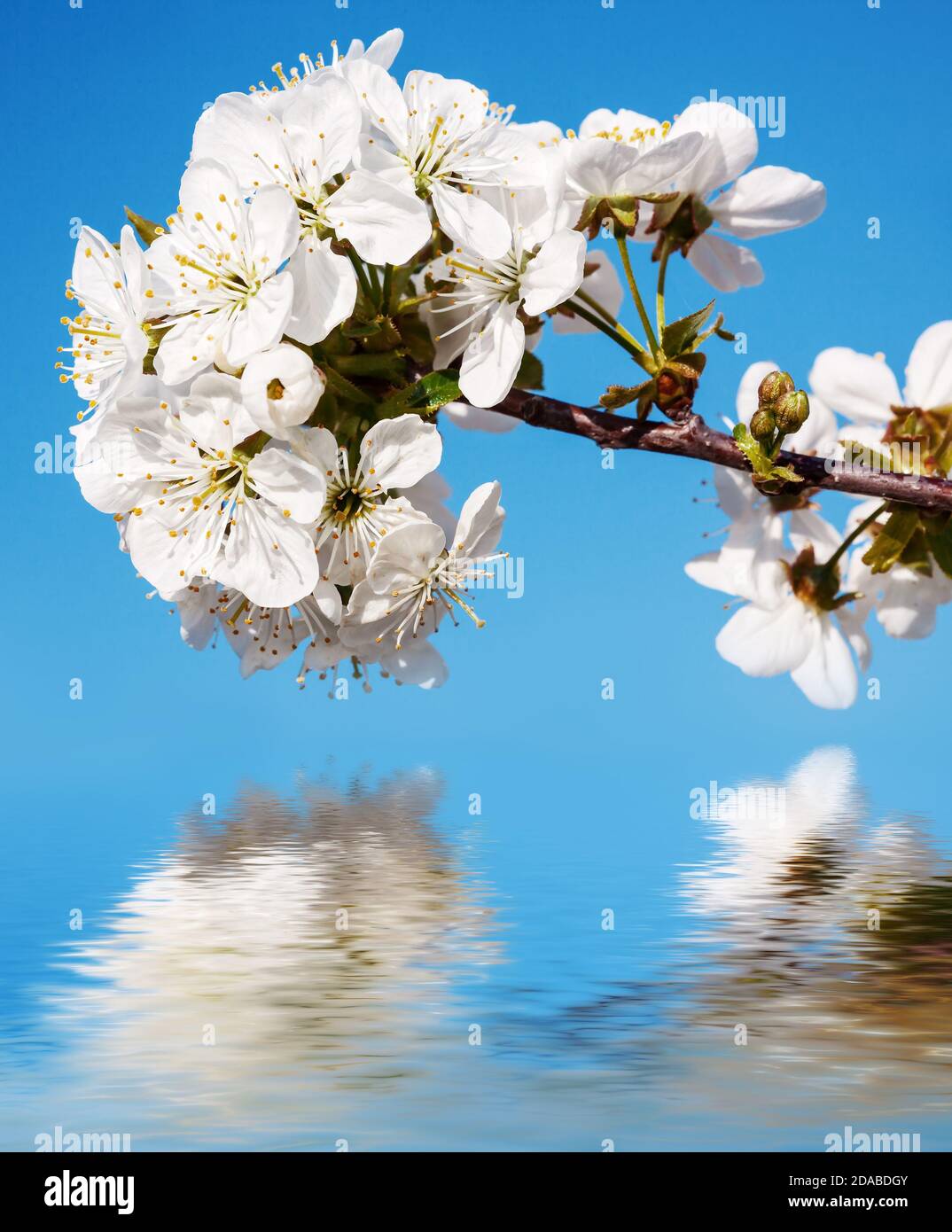 Reflections Of Spring Spring. Blossoming tree brunch with white flowers and water reflection ...