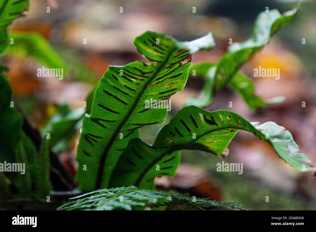 A hart's tongue fern (Asplenium scolopendrium) Stock Photo