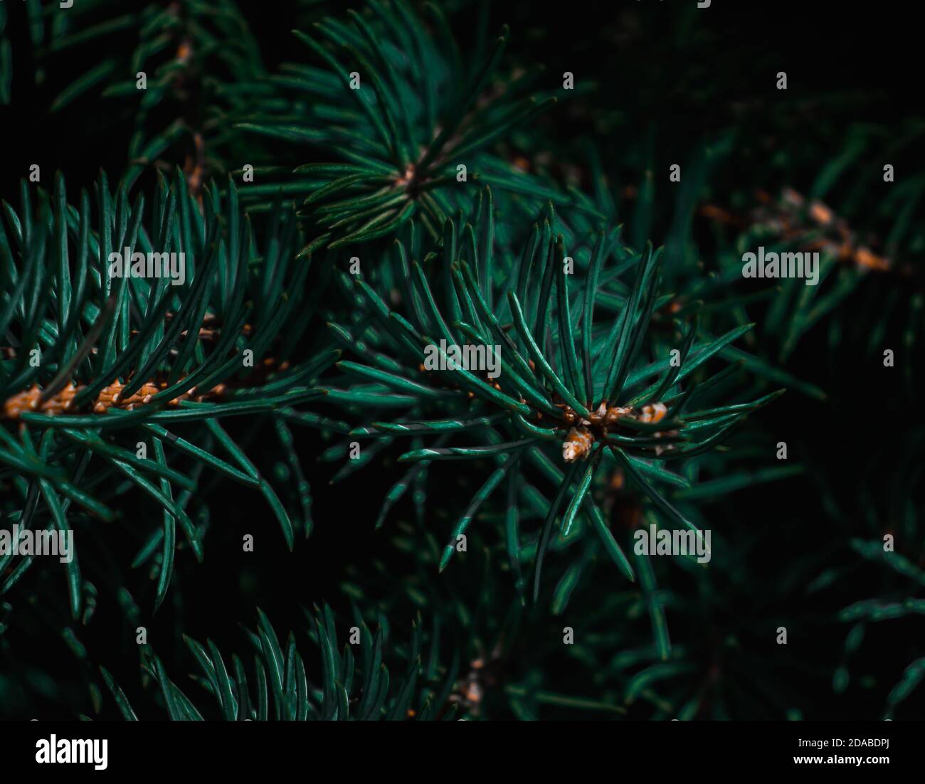 Pine Tree branches, cold weather nature Stock Photo