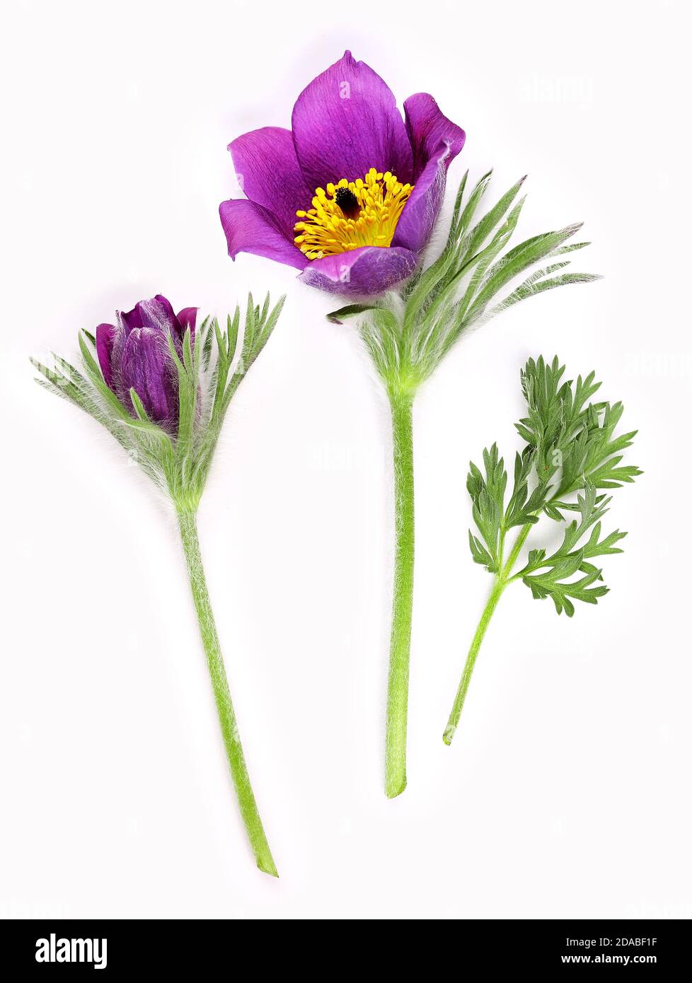 Purple pasque flower with a bud Stock Photo