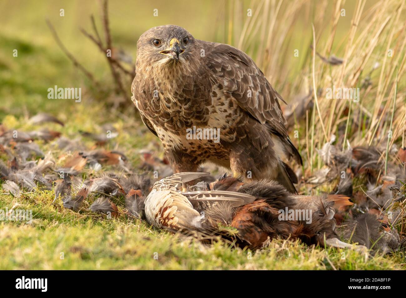 Moss common in snowdonia hi-res stock photography and images - Alamy