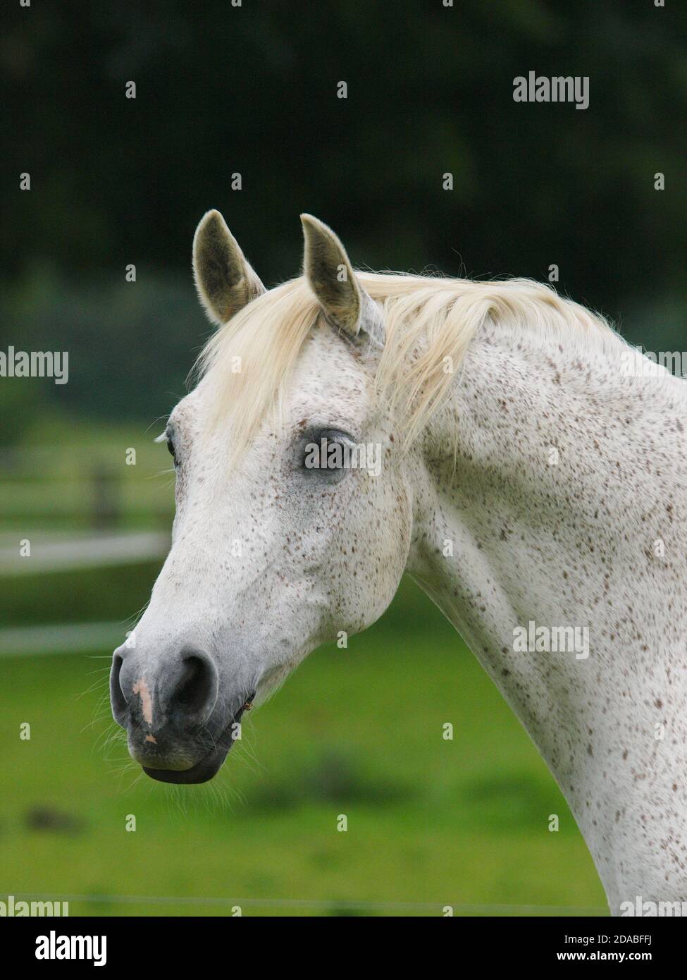 A head shot of a dappled grey arab horse in a paddock. Stock Photo