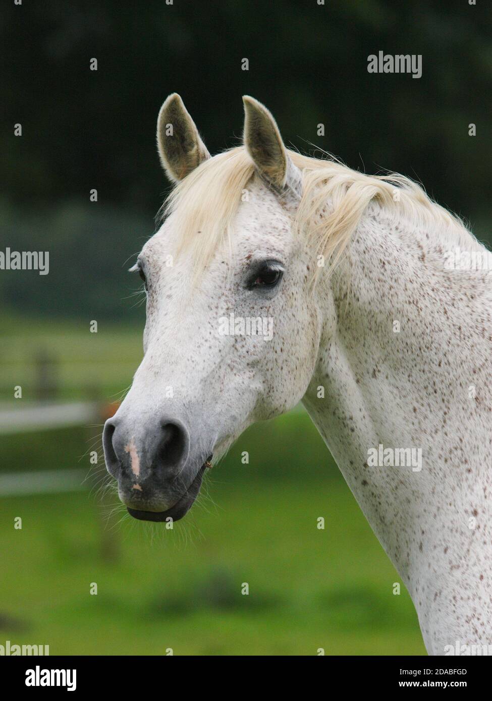A head shot of a dappled grey arab horse in a paddock. Stock Photo