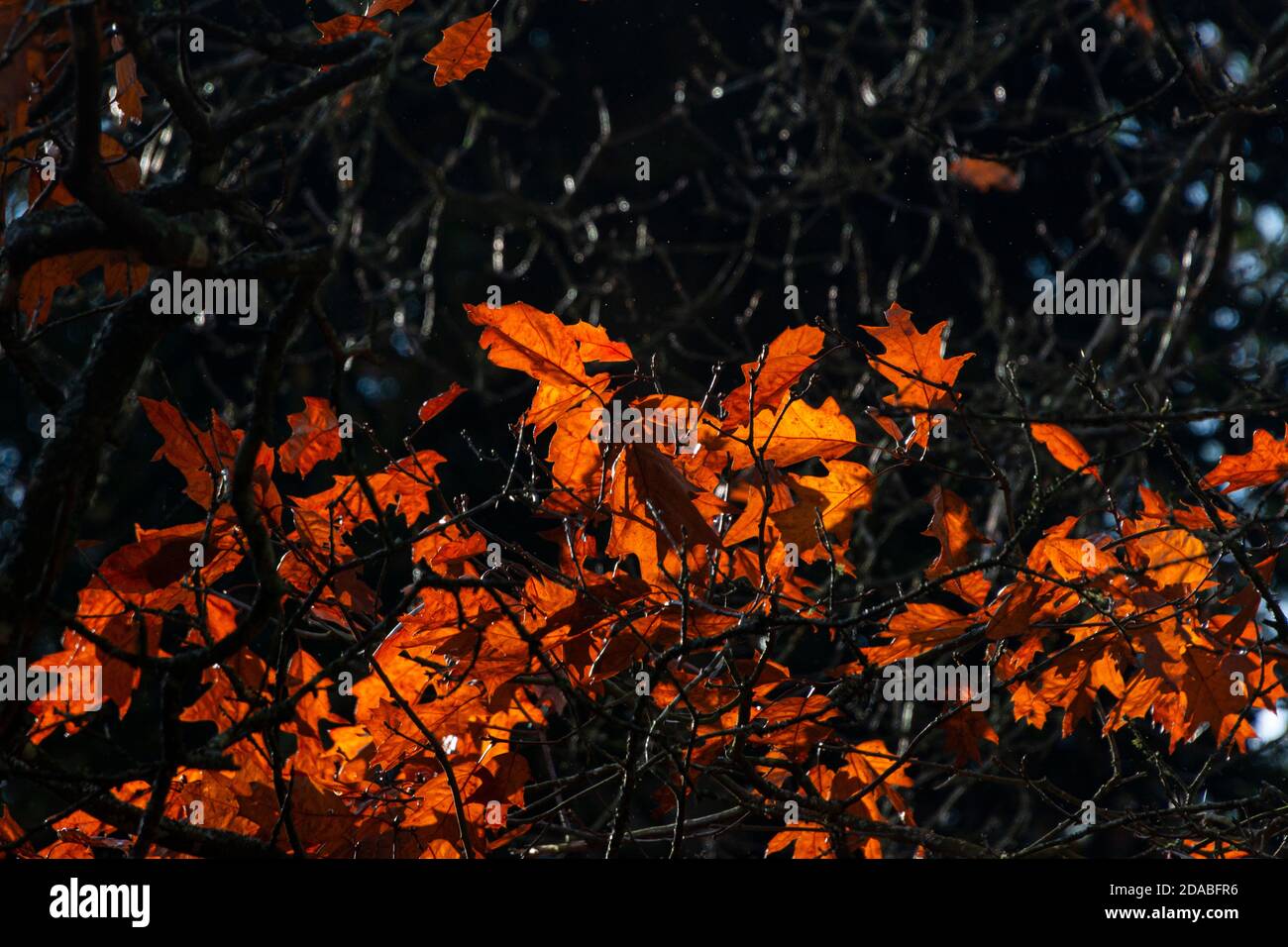 The leaves of a red oak (Quercus rubra) in autumn Stock Photo