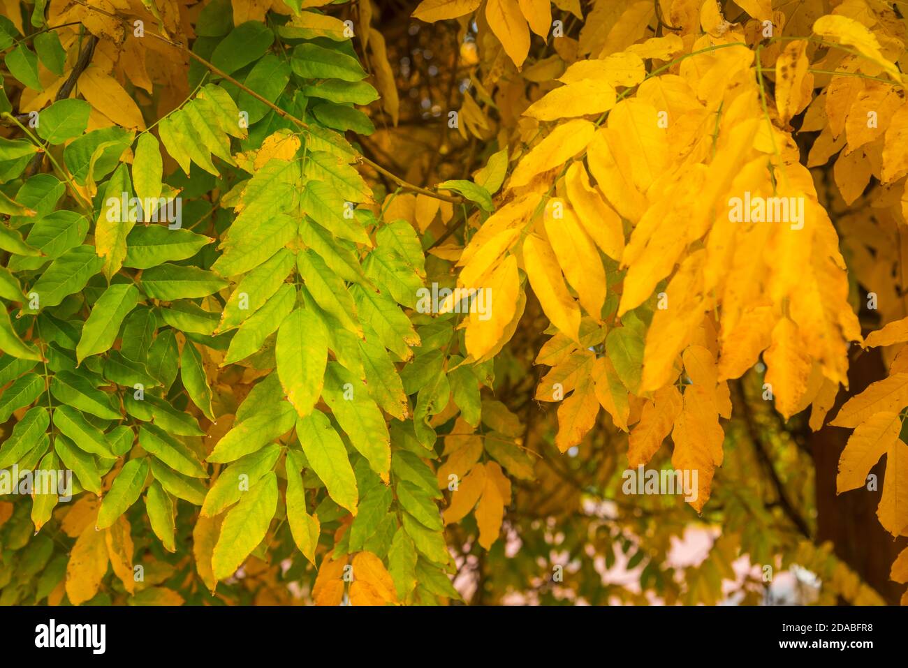 Autumn leaves. Stock Photo