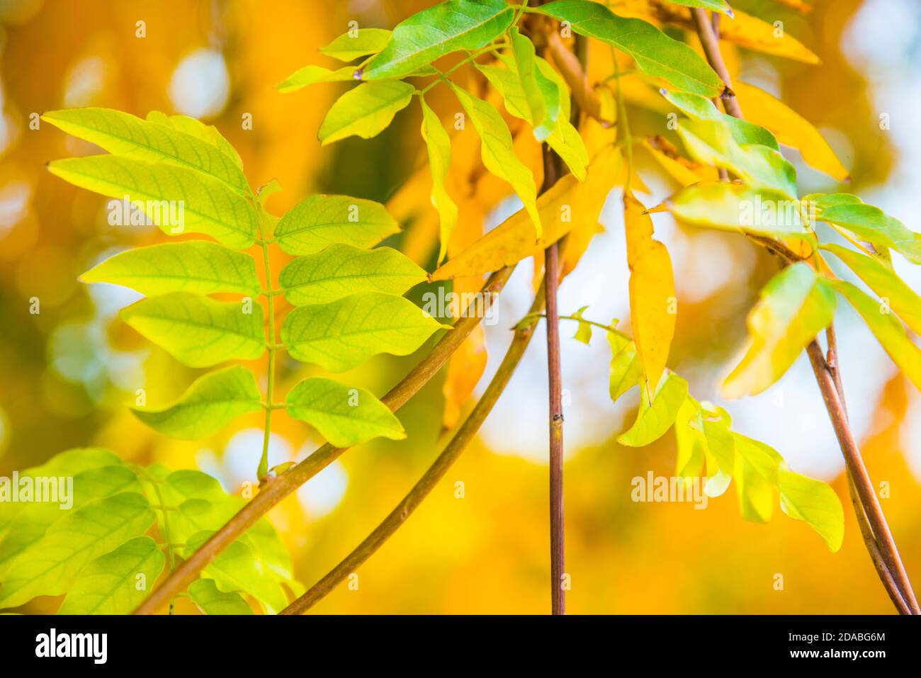 Autumn leaves. Stock Photo