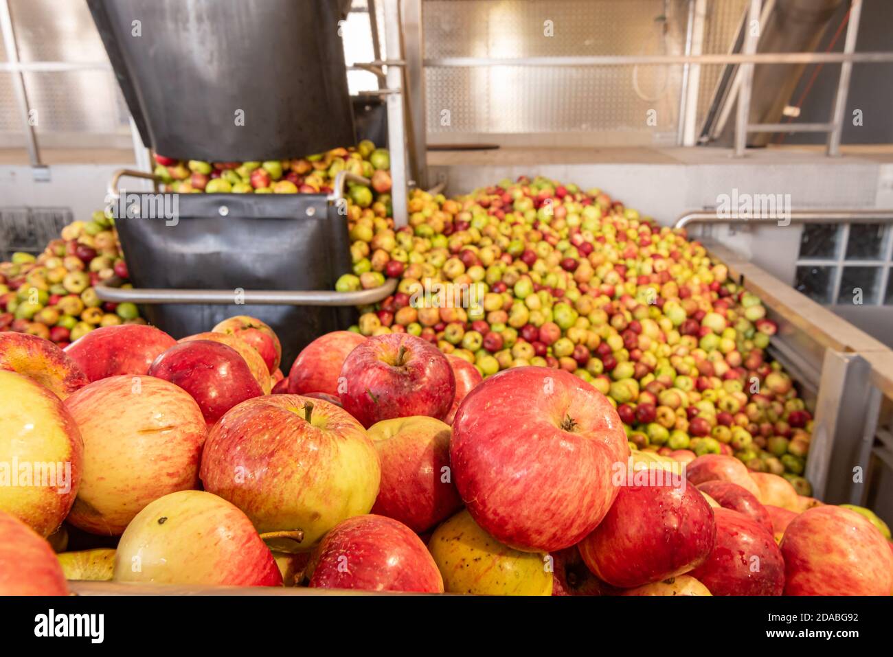 Ripe fall apples in a container, ready to squeeze apple juice Stock Photo