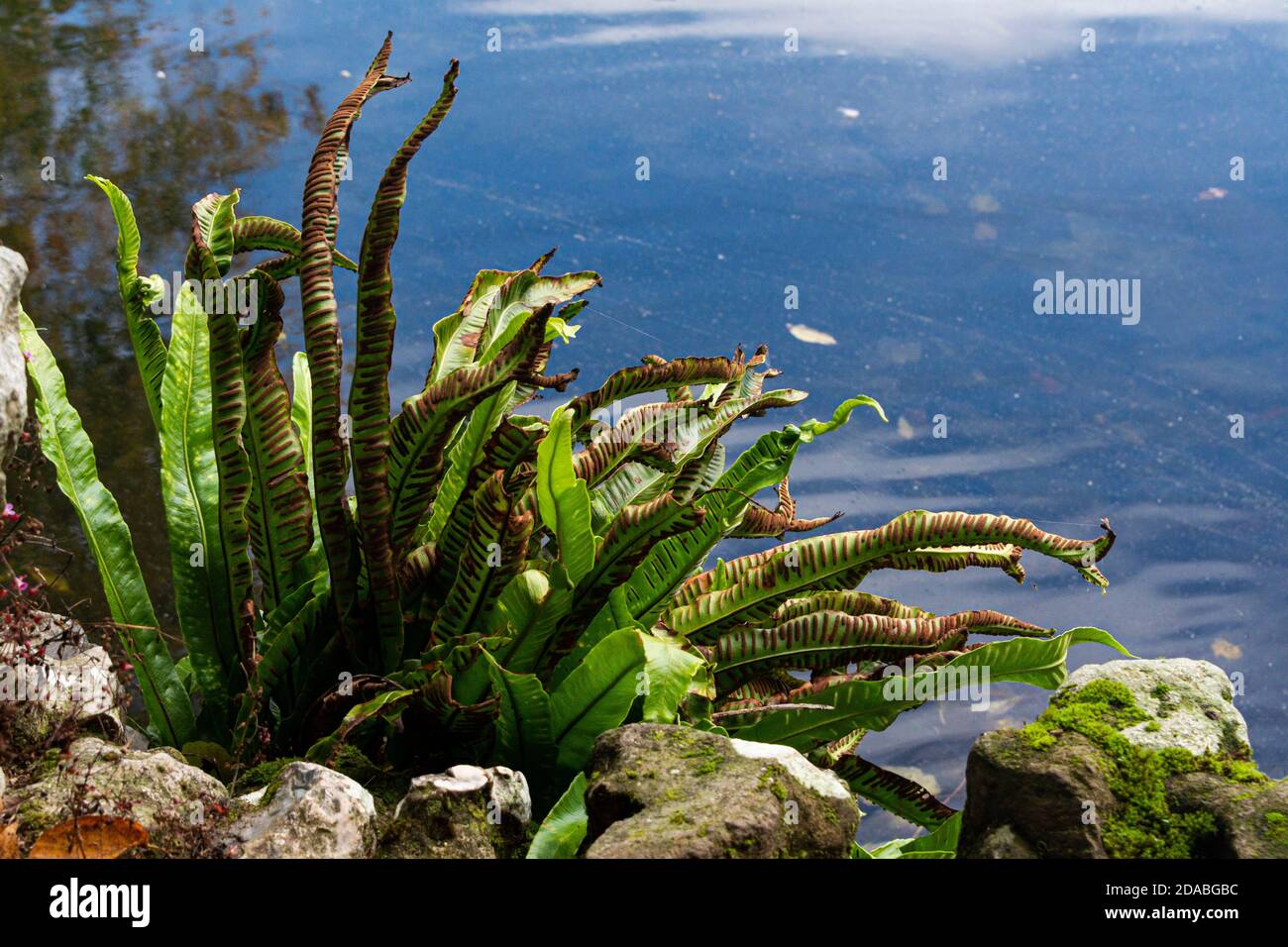 A hart's tongue fern (Asplenium scolopendrium) growing on rocks next to a lake Stock Photo