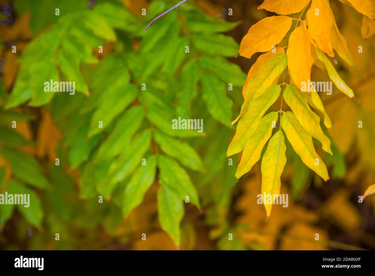 Autumn leaves. Stock Photo