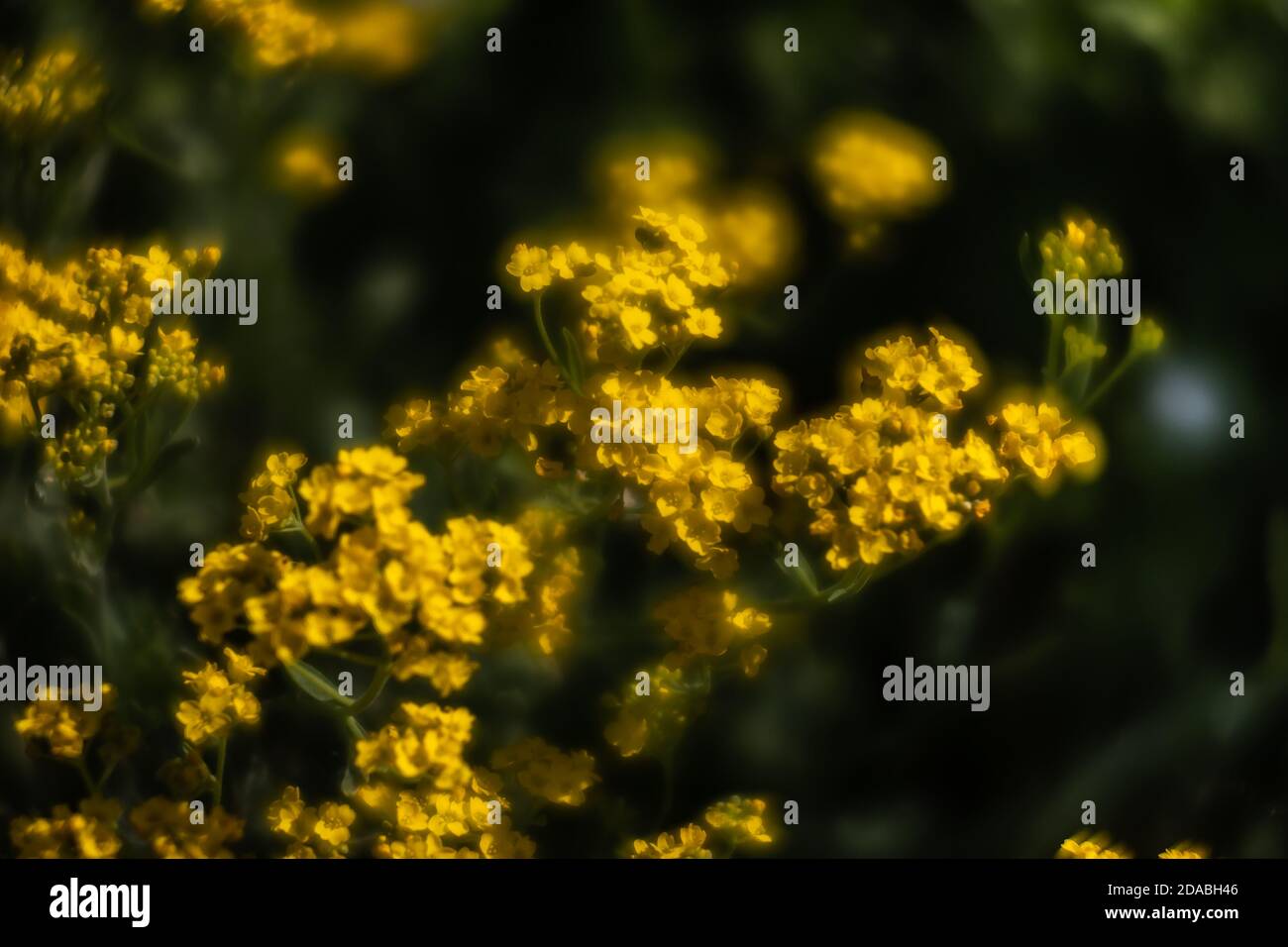 Soft Focus Image Of Small Yellow Flowers Of Aurinia Saxatilis In The Spring Time In The Garden Common Names Include Basket Of Gold Goldentuft Alyssu Stock Photo Alamy
