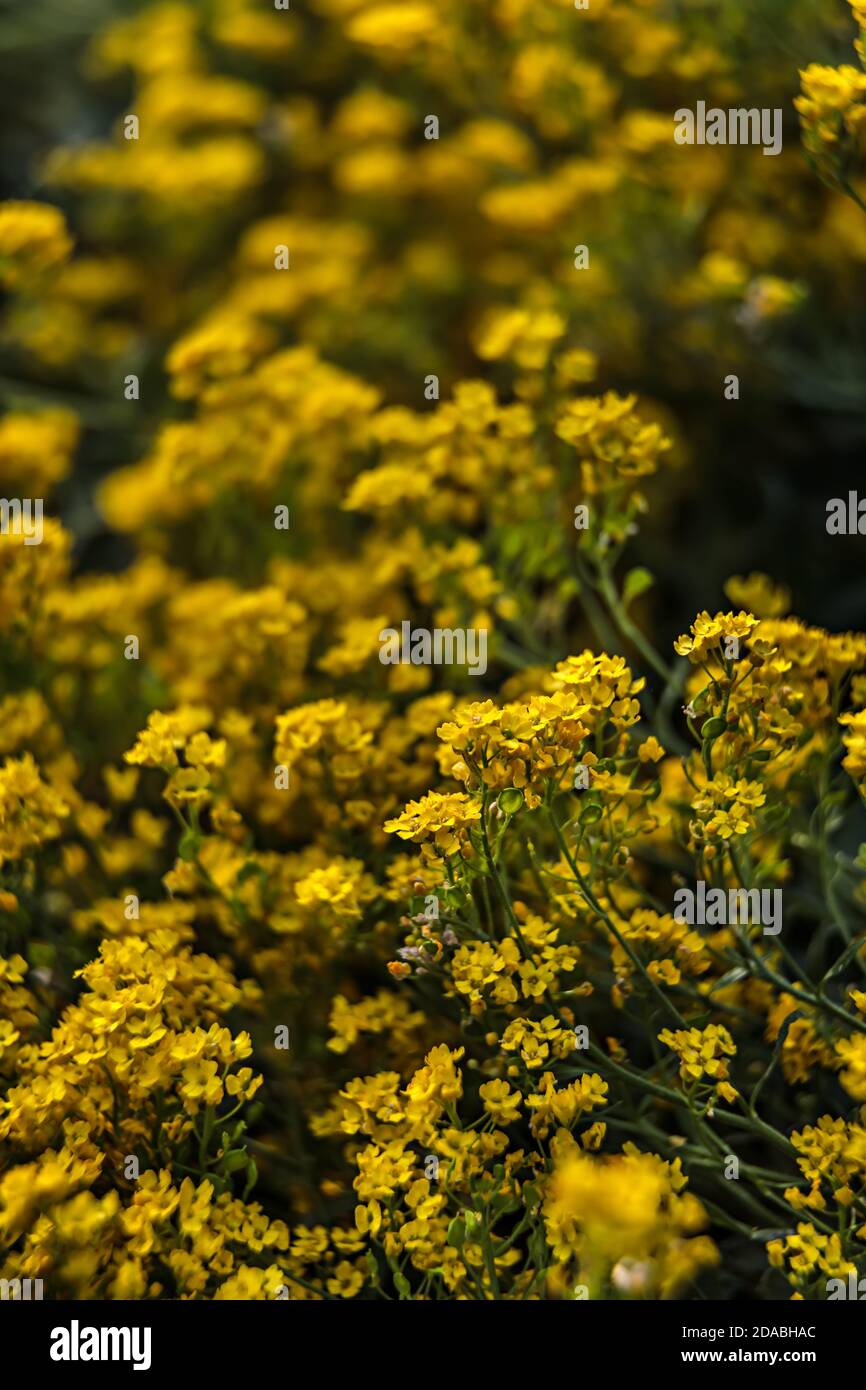Soft Focus Image Of Small Yellow Flowers Of Aurinia Saxatilis In The Spring Time In The Garden Common Names Include Basket Of Gold Goldentuft Alyssu Stock Photo Alamy
