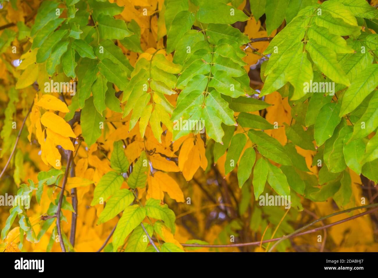 Autumn leaves. Stock Photo