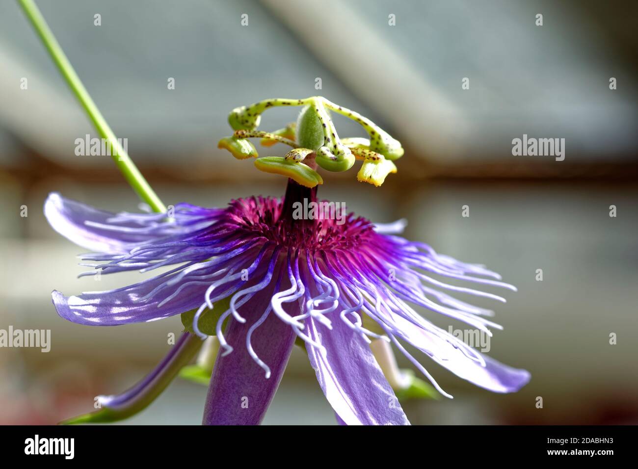 Close up photo flower stem hi-res stock photography and images - Alamy