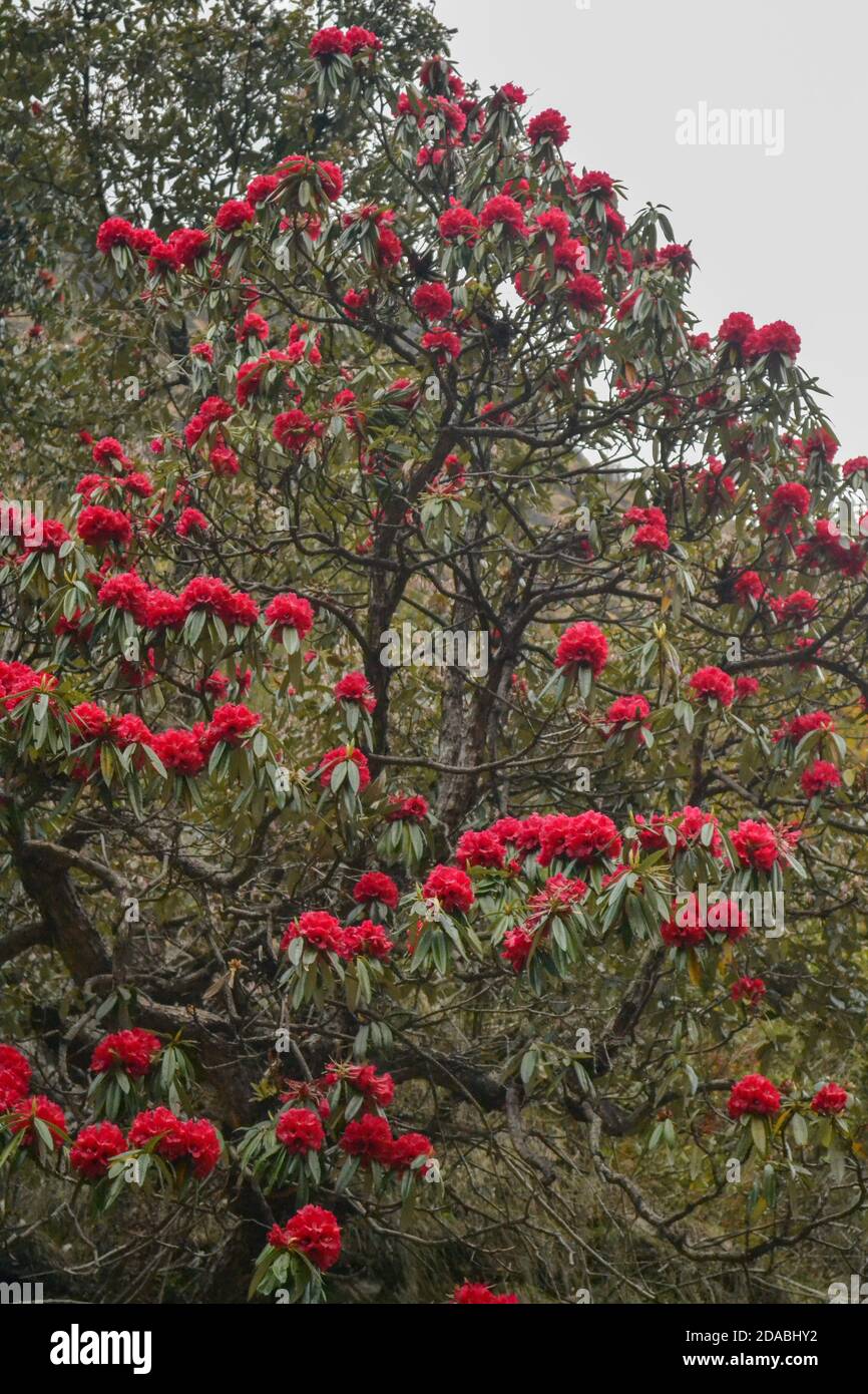 Himalayan Flower Burans Scientifically named Rhododendron arboreum. Rhododendron arboreum, the tree rhododendron, also known as Burans or Laligurans or simply Gurans in Nepal. Stock Photo
