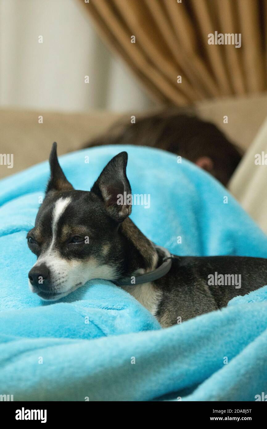 Child lying on sofa with her dog Stock Photo