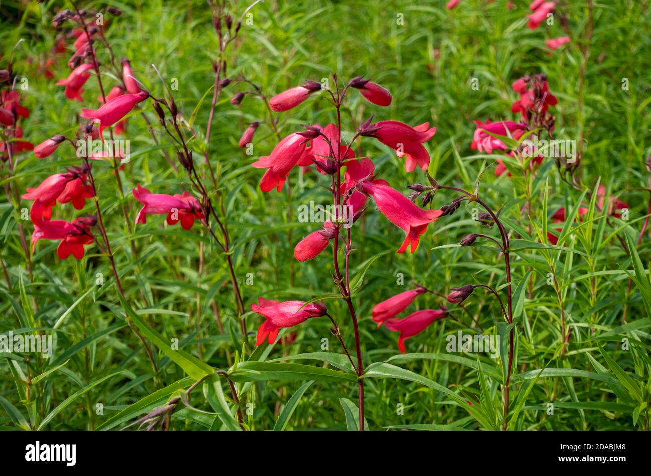 Close up of pink penstemon flower flowers flowering in summer garden England UK United Kingdom GB Great Britain Stock Photo