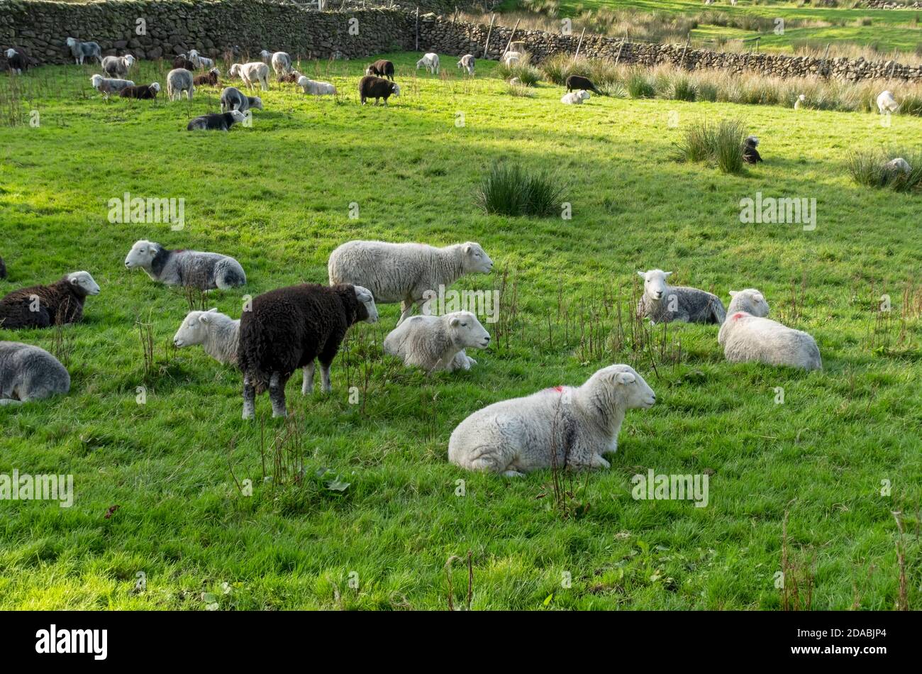 Flock of Herdwick sheep Herdwicks in a field in summer Lake District National Park Cumbria England UK United Kingdom GB Great Britain Stock Photo