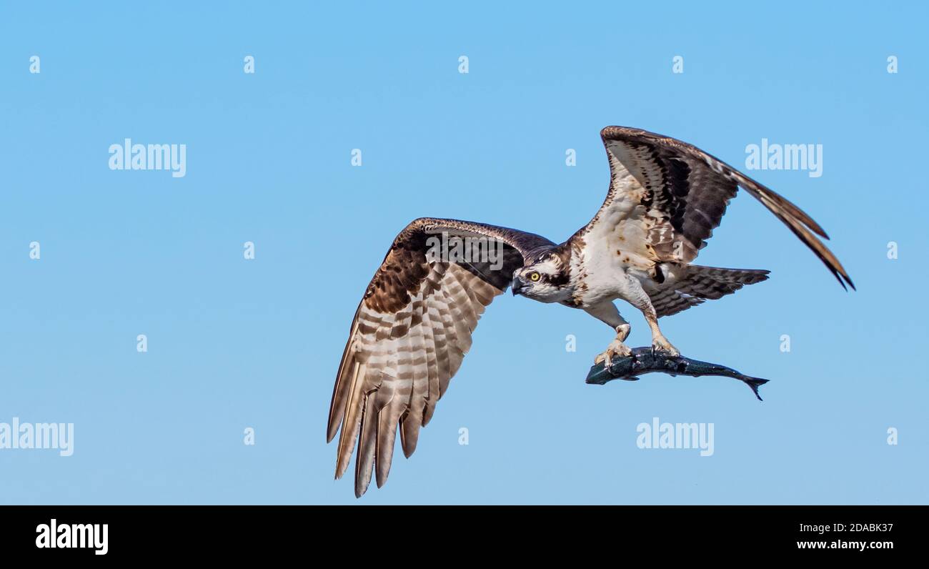 An osprey flys by with a freshly caught fish Stock Photo