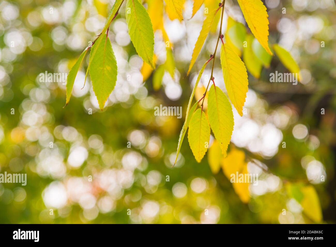 Autumn leaves Stock Photo