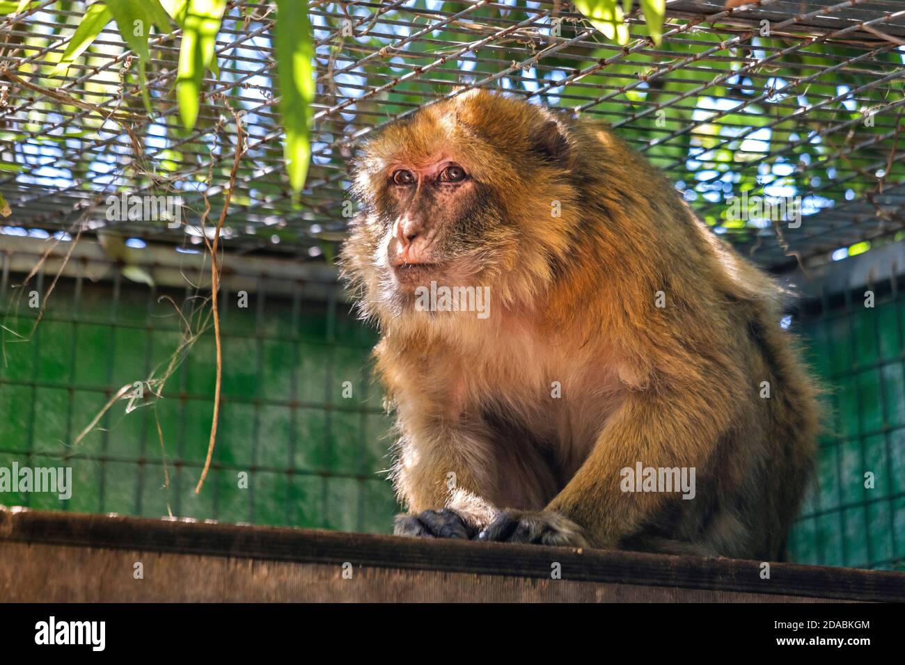 Macaca monkey in Amazonas park, zoo between Neapolis & Kourounes village, Municipality of Agios