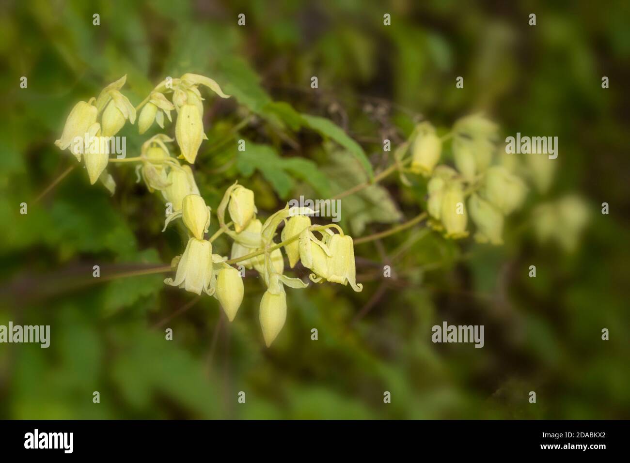 Clematis rehderiana, close up unusual natural portrait of flowering plant Stock Photo