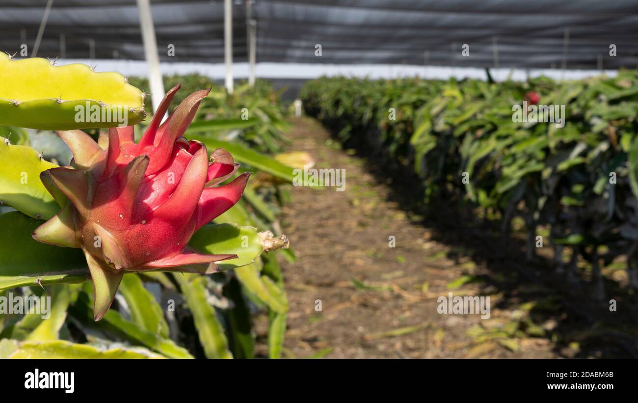 Pitaya fruit in cactus farm Stock Photo Alamy