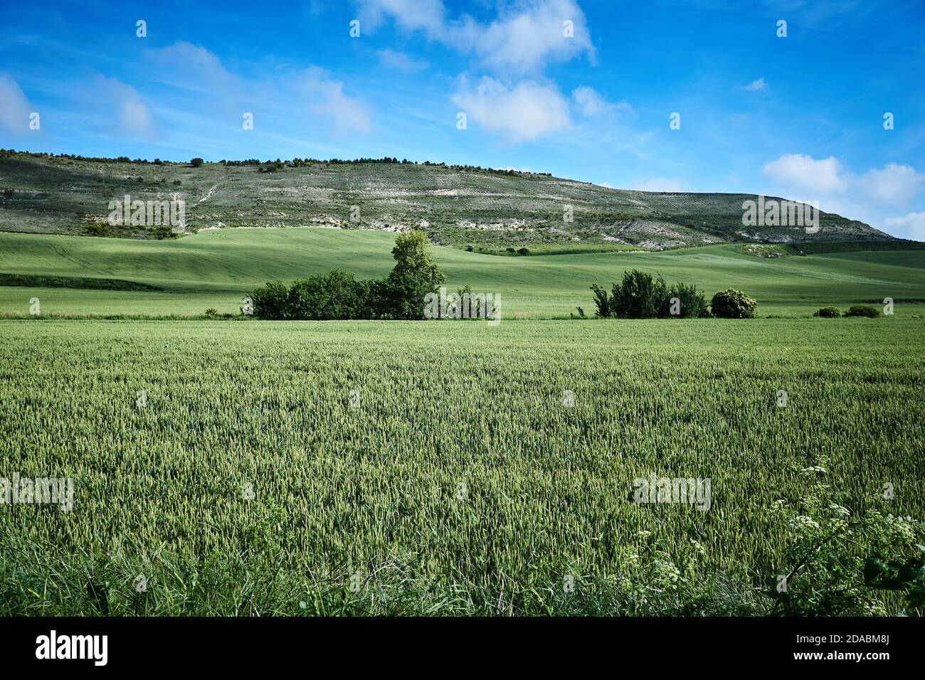 Sown fields of cereal. Spring in the Paramo of Burgos. French Way, Way of St. James. Near Arroyo San Bol, Burgos, Castile and Leon, Spain, Europe Stock Photo