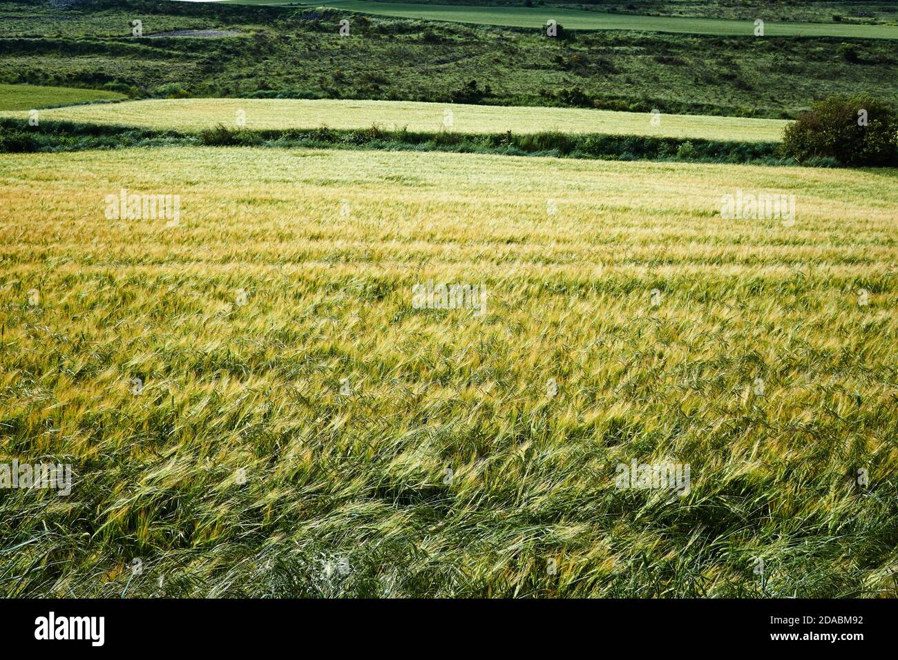 Sown fields of cereal. Spring in the Paramo of Burgos. French Way, Way of St. James. Near Arroyo San Bol, Burgos, Castile and Leon, Spain, Europe Stock Photo