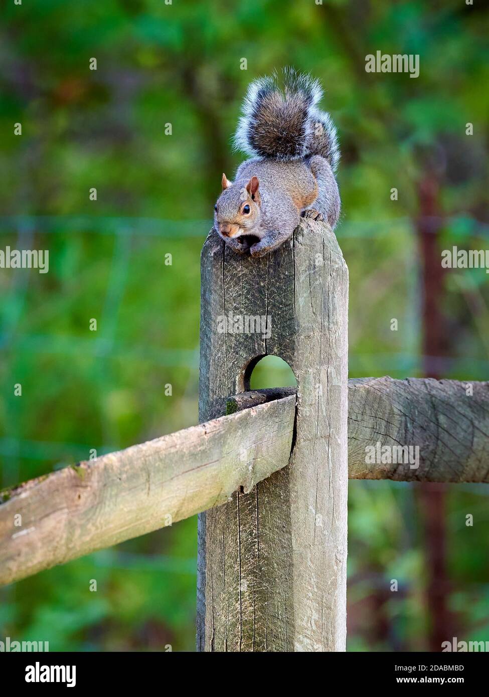 Gray squirrel resting on a split rail fence post. Stock Photo