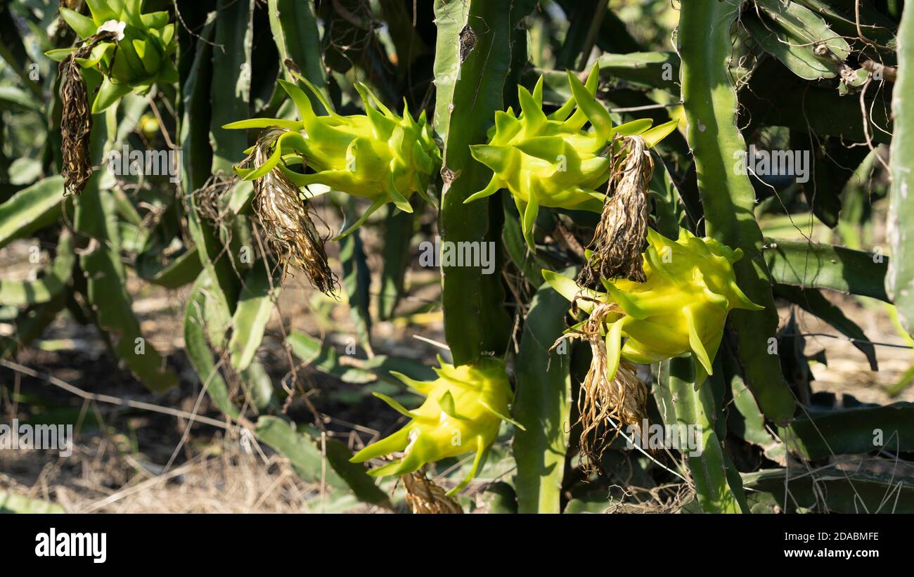 Pitaya fruit in cactus farm Stock Photo Alamy