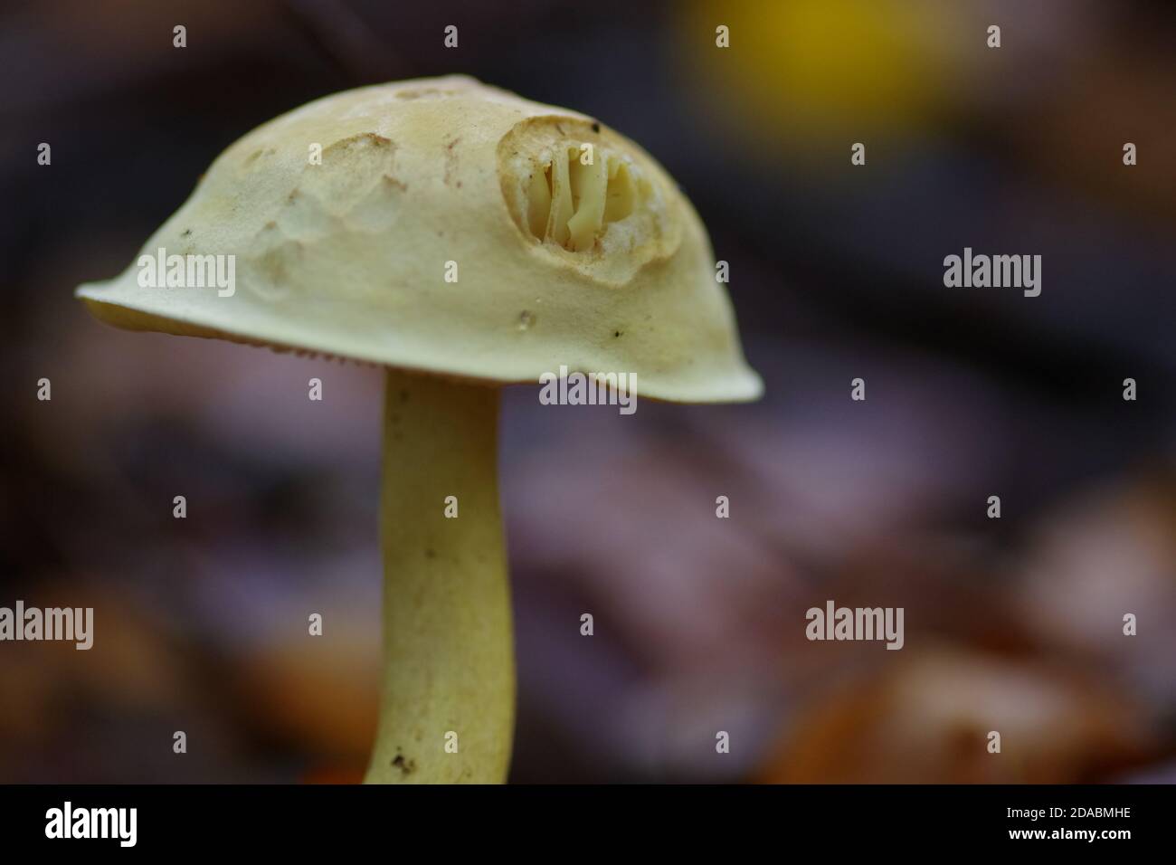 Selective focus shot of a sulphur knight (Tricholoma sulphureum) mushrooms Stock Photo