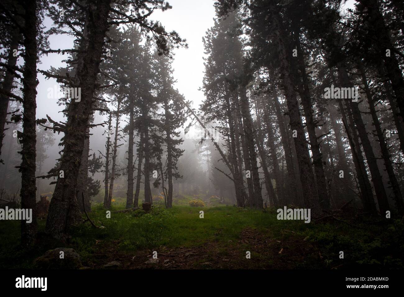 Moody forest in the fog. Col de Mantet, Pyrenees Orientales, France Stock Photo