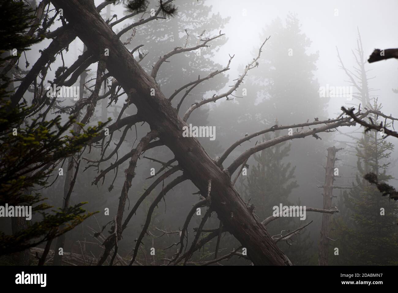 Moody forest in the fog. Col de Mantet, Pyrenees Orientales, France. Reserve Naturelle nationale de Mantet. Stock Photo