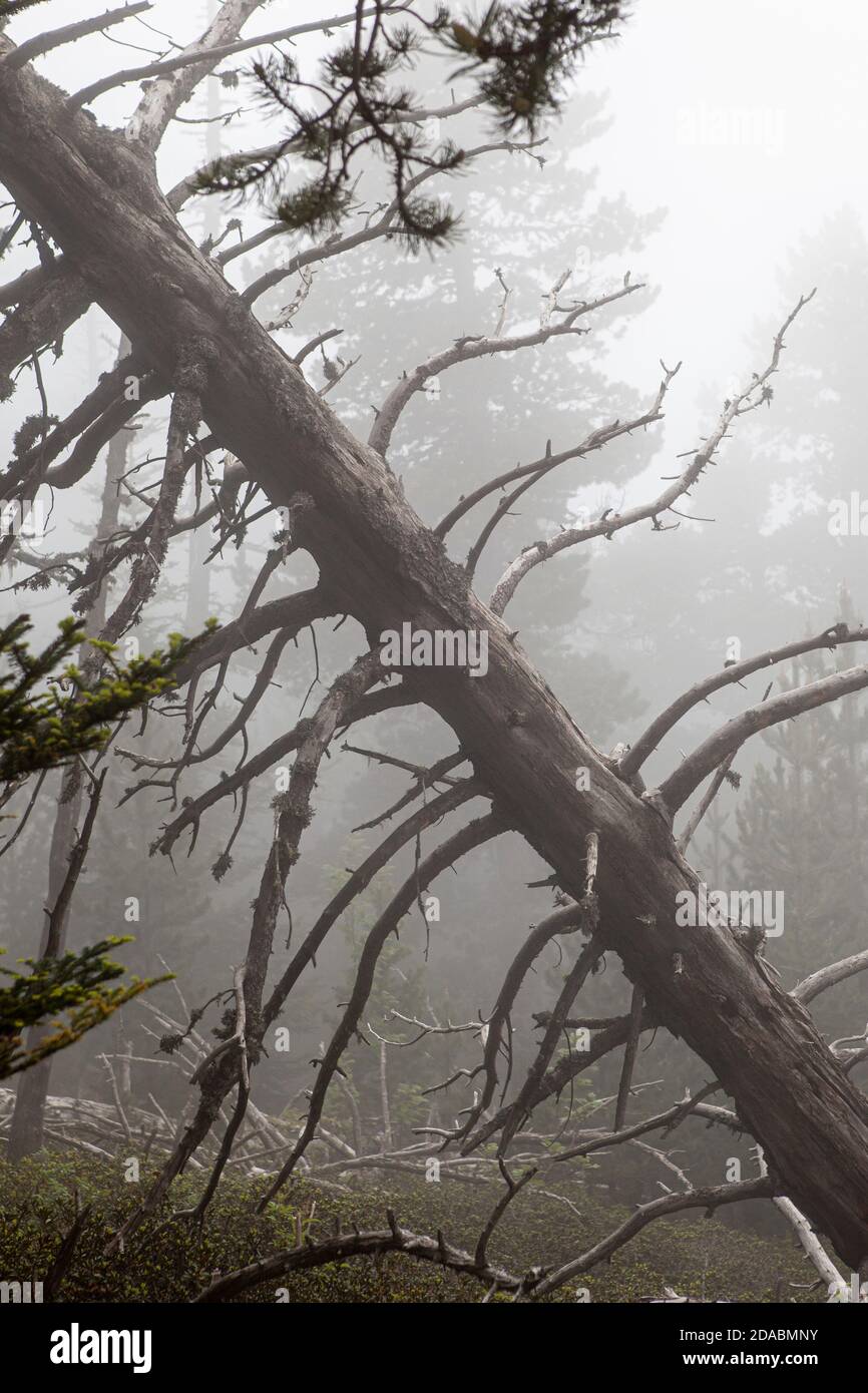 Moody forest in the fog. Col de Mantet, Pyrenees Orientales, France. Reserve Naturelle nationale de Mantet. Stock Photo