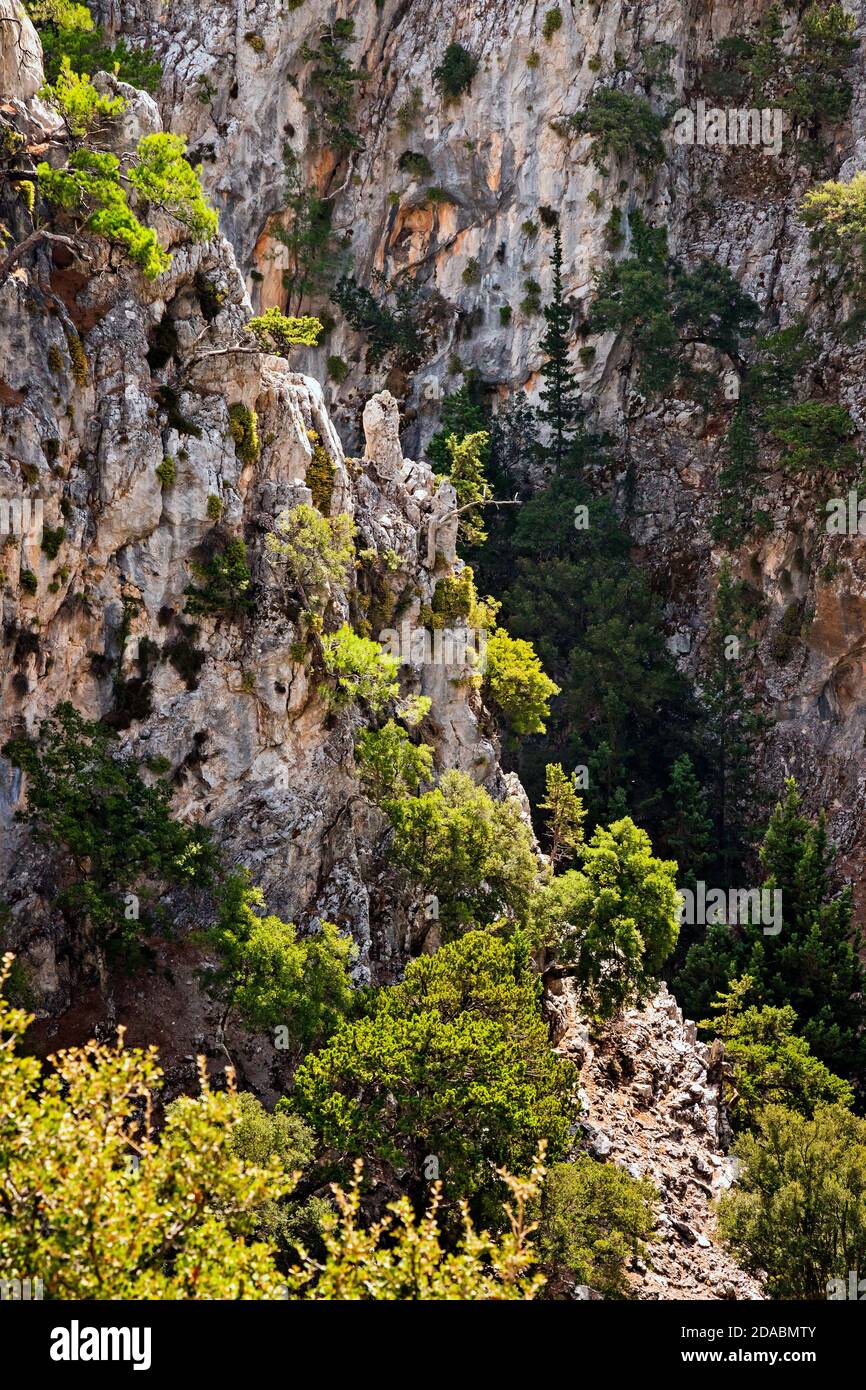 Selakano, a remote mountainous region with the largest pine forest in Crete (Greece), in the municipality of Ierapetra, Lassithi. Stock Photo