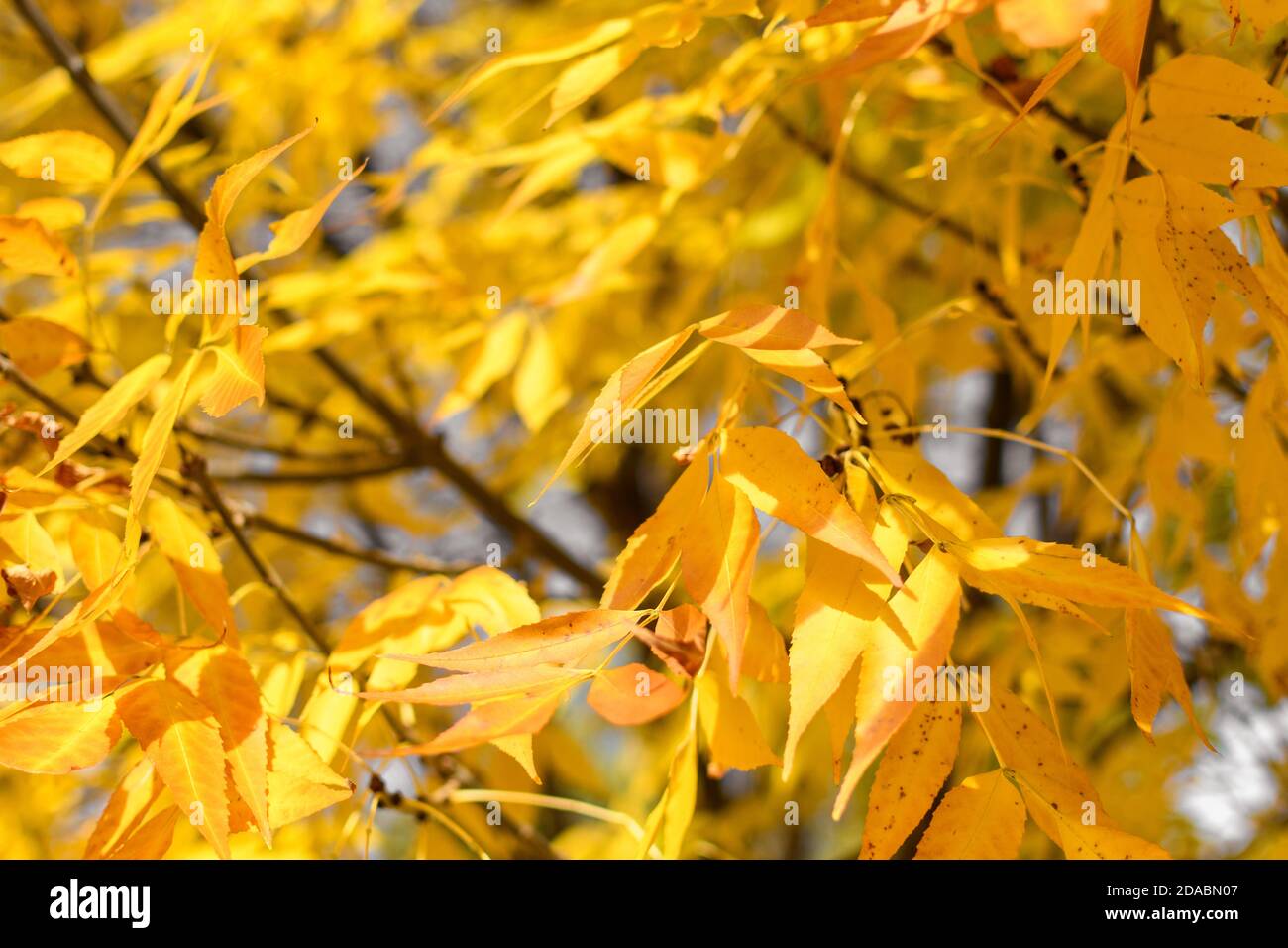 Closeup shot of yellow Autumn leaves Stock Photo - Alamy