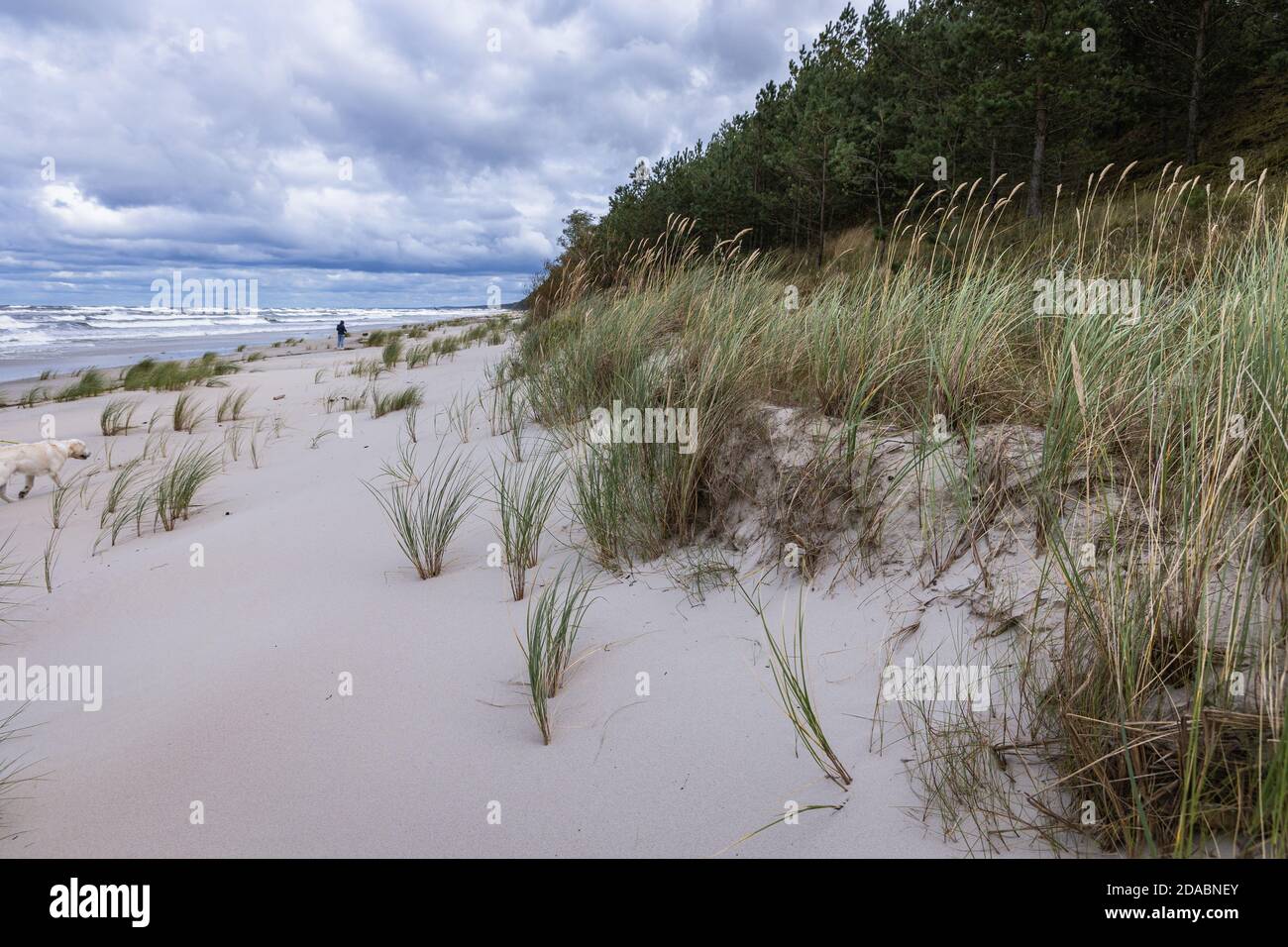beach in Katy Rybackie on Vistula Spit over Gdansk Bay in the Baltic Sea, Poland Stock Photo