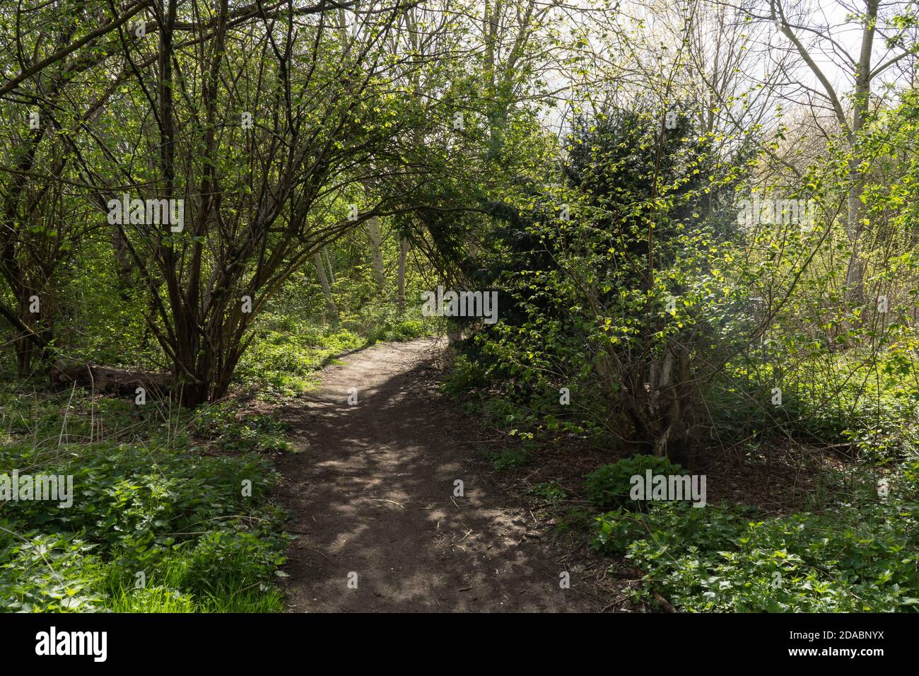 Tunnel through sunny spring lit trees in community woodland in Hackney Stock Photo