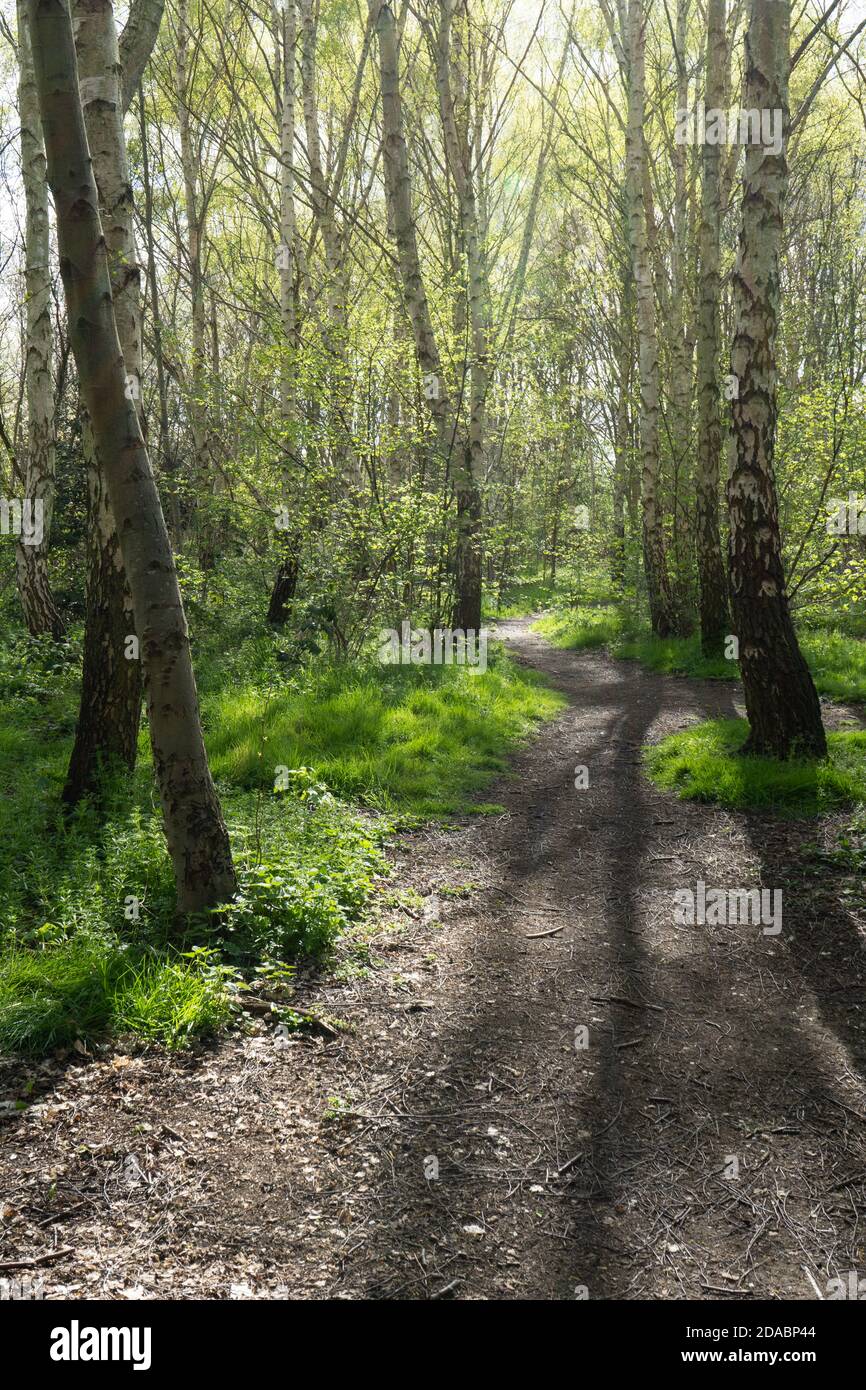 Silver birch tree and grass along sunlit path way with shadows in beautiful spring sunlight Stock Photo