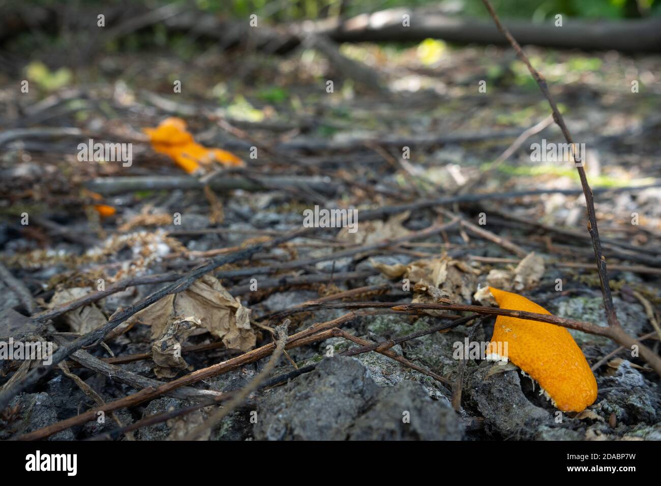 Two pieces of orange peel discarded and peeled onto outside floor with grey twigs and tree branches Stock Photo