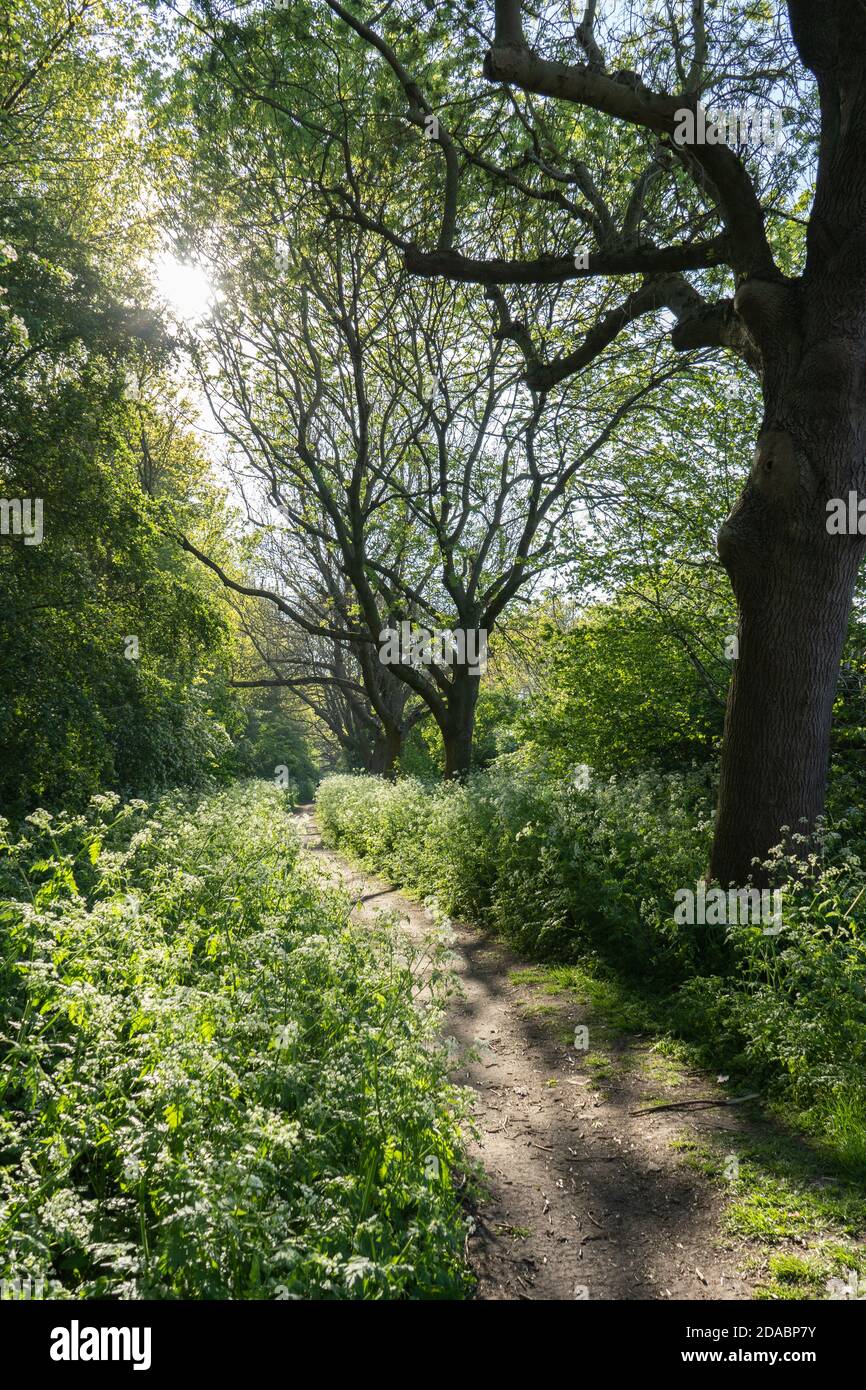 Path in community woodland lined with cow parsley in spring bloom in beautiful sunlight Stock Photo