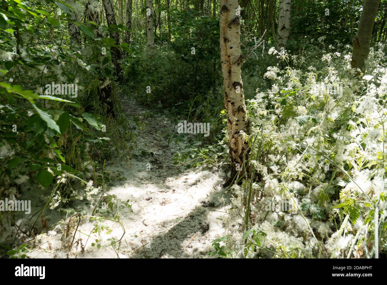 Whitefluff hires stock photography and images Alamy