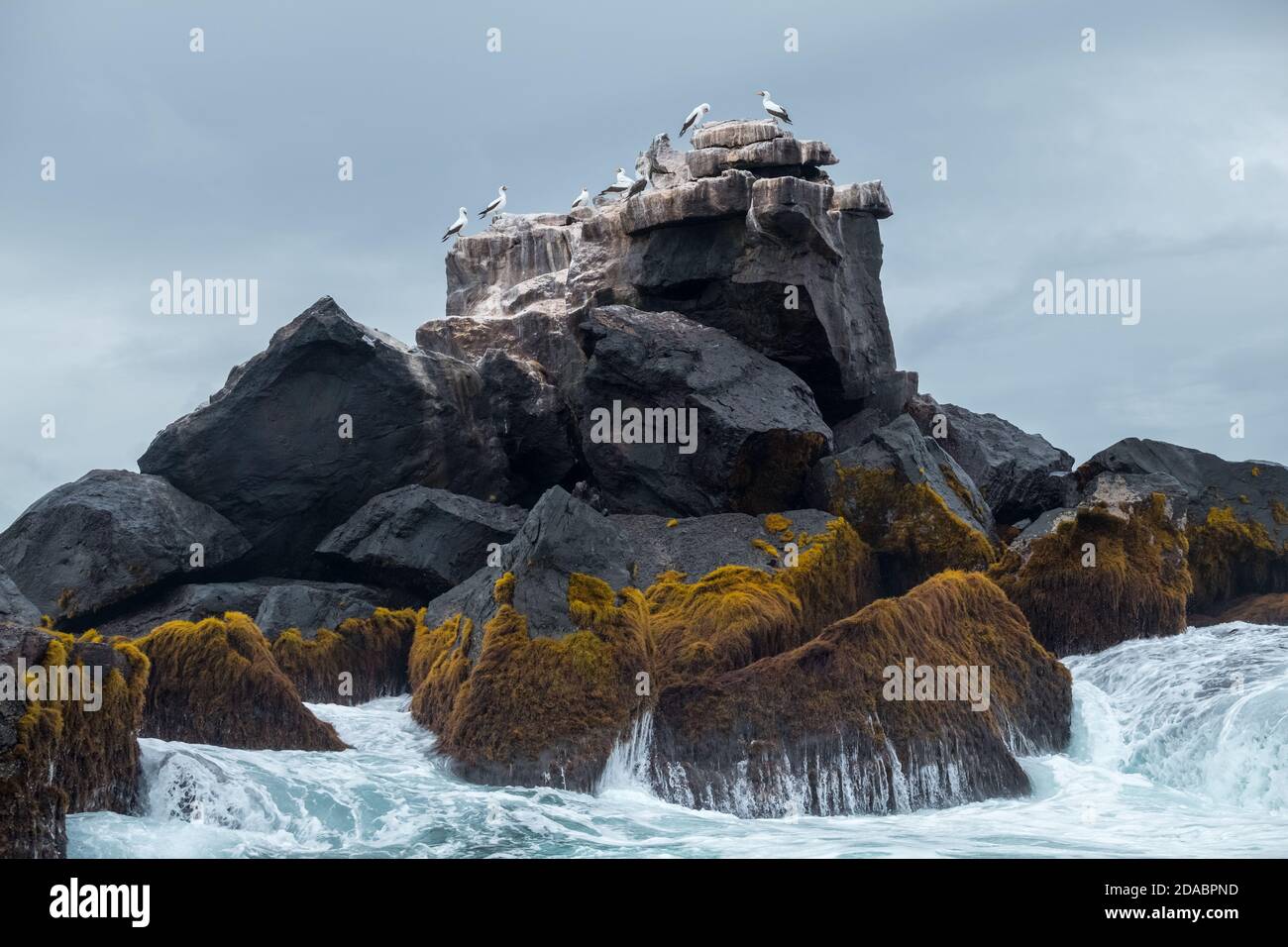 Tiny islet where lots of blue footed booby and crashing waves Stock Photo