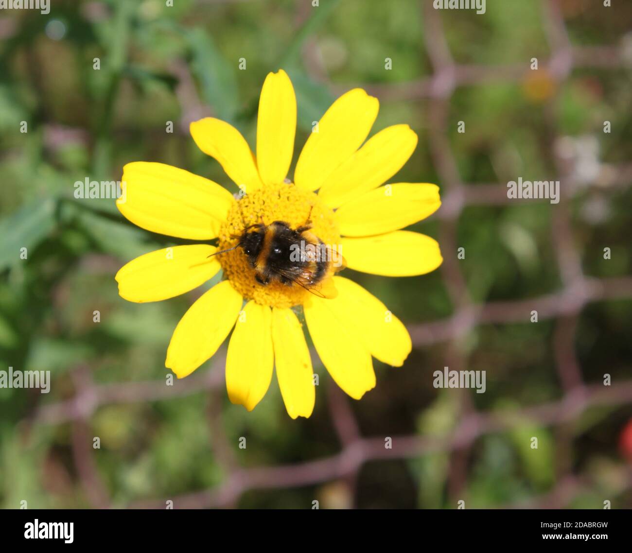 Bumble bee sitting on large yellow flower head. Yellow Daisy like flower growing through garden fence. Summer plants United Kingdom (UK). Stock Photo