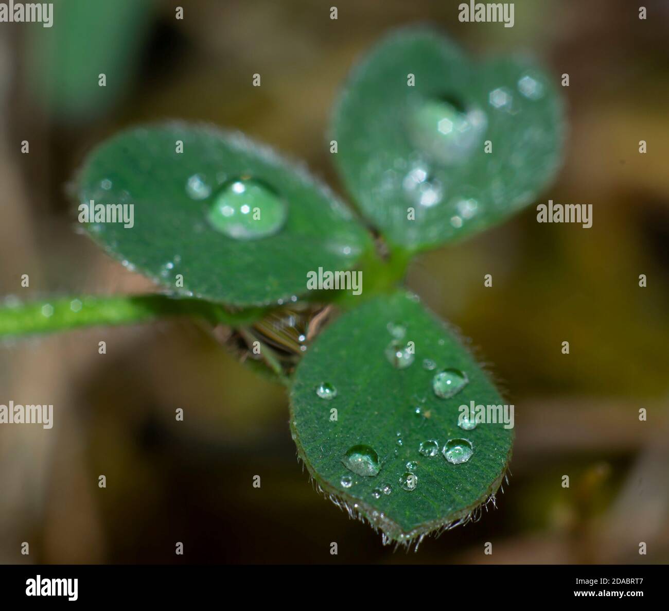 close-up of raindrop on clover leaf Stock Photo