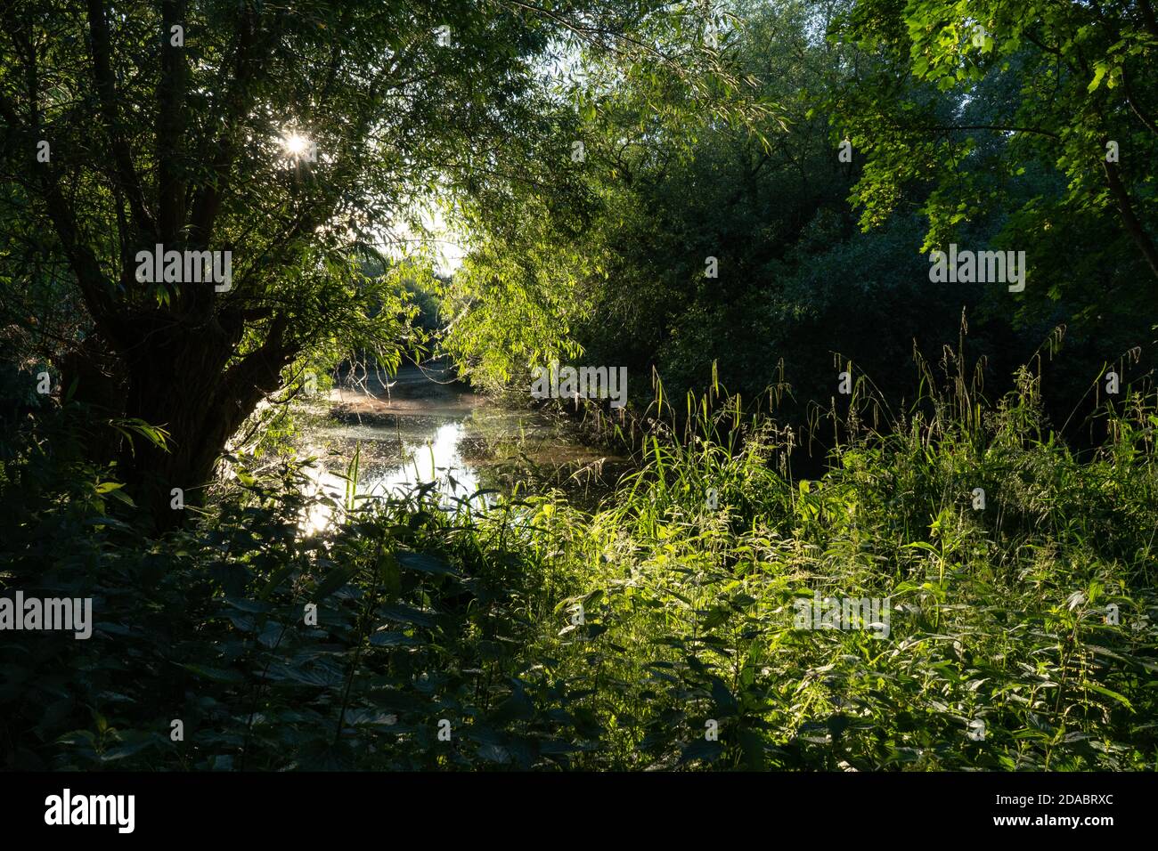 Sun light shining through trees and reeds magical atmosphere over lake Stock Photo