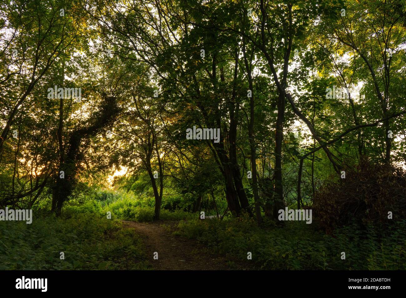 Magical light through trees along path at dusk summer night time shining through lush green leaves. Beautiful dreamy fairy tale atmosphere Stock Photo