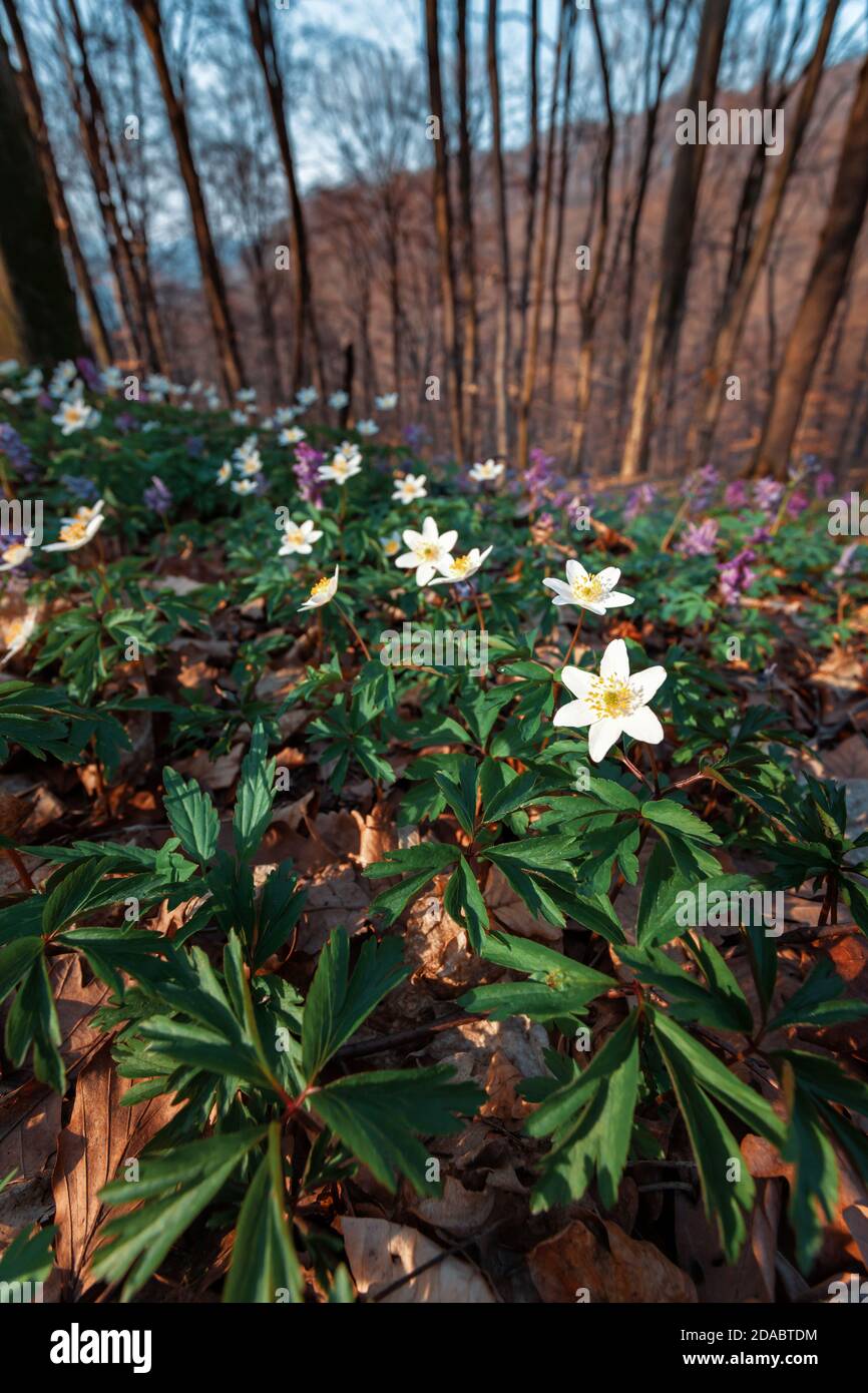 First spring flowers in the forest. Anemone sylvestris Stock Photo - Alamy
